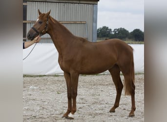 Oldenburgo, Caballo castrado, 2 años, 172 cm, Alazán