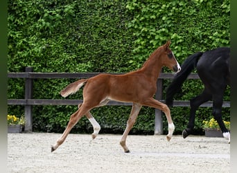 Oldenburgo, Caballo castrado, 2 años, 175 cm, Alazán