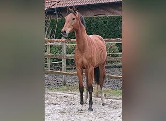 Oldenburgo, Caballo castrado, 2 años, Castaño