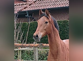 Oldenburgo, Caballo castrado, 2 años, Castaño