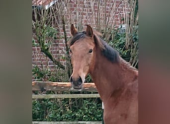 Oldenburgo, Caballo castrado, 2 años, Castaño