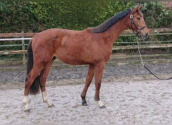 Oldenburgo, Caballo castrado, 2 años, Castaño