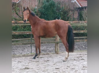 Oldenburgo, Caballo castrado, 2 años, Castaño