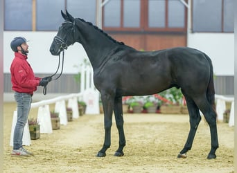 Oldenburgo, Caballo castrado, 2 años, Negro