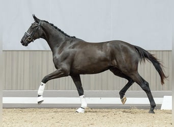 Oldenburgo, Caballo castrado, 2 años, Negro