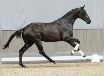 Oldenburgo, Caballo castrado, 2 años, Negro