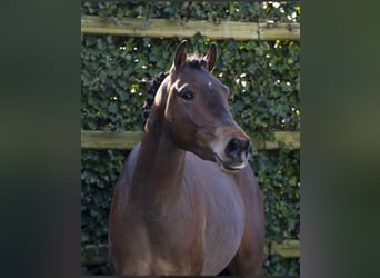 Oldenburgo, Caballo castrado, 3 años, 135 cm, Castaño