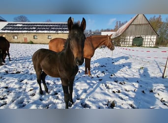 Oldenburgo, Caballo castrado, 3 años, 155 cm, Castaño oscuro