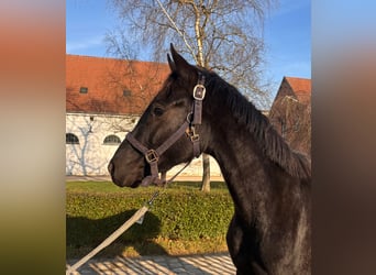 Oldenburgo, Caballo castrado, 3 años, 156 cm, Negro