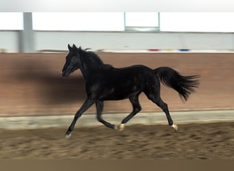 Oldenburgo, Caballo castrado, 3 años, 156 cm, Negro