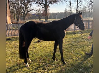 Oldenburgo, Caballo castrado, 3 años, 156 cm, Negro