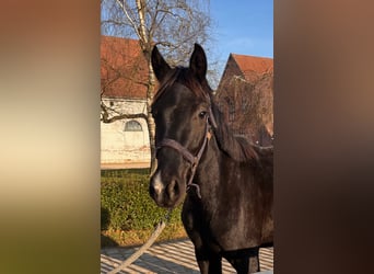 Oldenburgo, Caballo castrado, 3 años, 156 cm, Negro