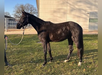 Oldenburgo, Caballo castrado, 3 años, 156 cm, Negro