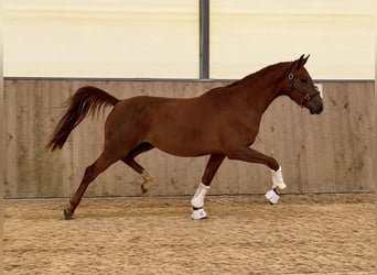 Oldenburgo, Caballo castrado, 3 años, 160 cm, Alazán-tostado