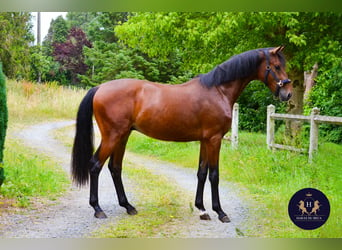 Oldenburgo, Caballo castrado, 3 años, 160 cm, Castaño