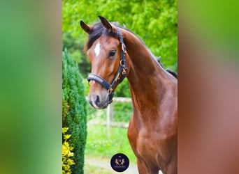 Oldenburgo, Caballo castrado, 3 años, 160 cm, Castaño