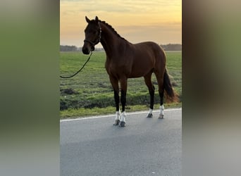 Oldenburgo, Caballo castrado, 3 años, 160 cm, Castaño