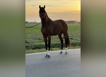 Oldenburgo, Caballo castrado, 3 años, 160 cm, Castaño