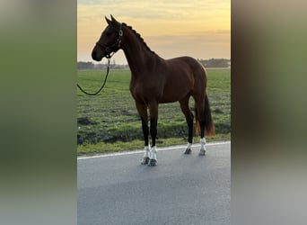 Oldenburgo, Caballo castrado, 3 años, 160 cm, Castaño