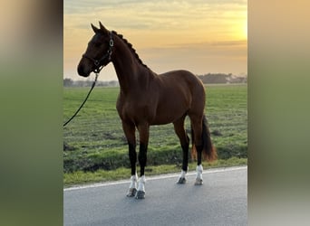 Oldenburgo, Caballo castrado, 3 años, 160 cm, Castaño