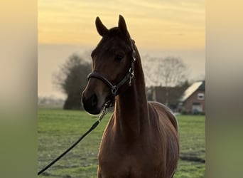 Oldenburgo, Caballo castrado, 3 años, 160 cm, Castaño