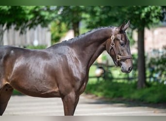 Oldenburgo, Caballo castrado, 3 años, 160 cm, Castaño