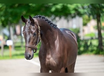 Oldenburgo, Caballo castrado, 3 años, 160 cm, Castaño