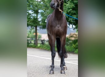 Oldenburgo, Caballo castrado, 3 años, 160 cm, Castaño