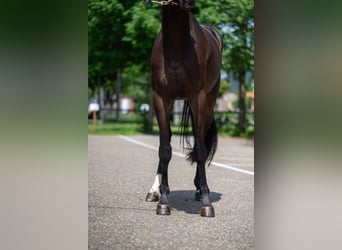 Oldenburgo, Caballo castrado, 3 años, 160 cm, Castaño