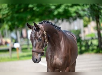 Oldenburgo, Caballo castrado, 3 años, 160 cm, Castaño