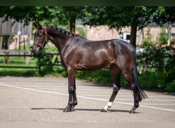 Oldenburgo, Caballo castrado, 3 años, 160 cm, Castaño