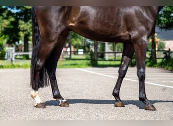 Oldenburgo, Caballo castrado, 3 años, 160 cm, Castaño