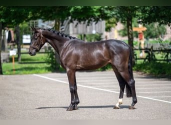 Oldenburgo, Caballo castrado, 3 años, 160 cm, Castaño