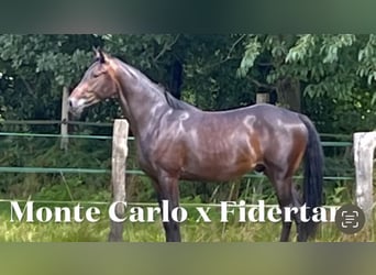 Oldenburgo, Caballo castrado, 3 años, 162 cm, Castaño oscuro