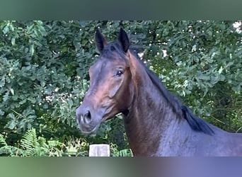 Oldenburgo, Caballo castrado, 3 años, 162 cm, Castaño oscuro