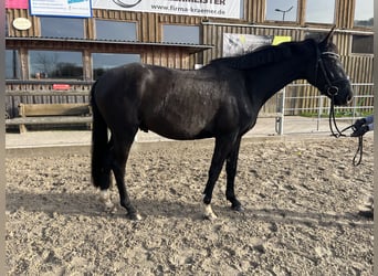 Oldenburgo, Caballo castrado, 3 años, 162 cm, Negro