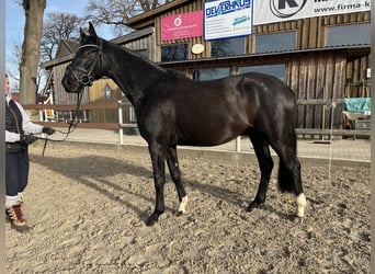Oldenburgo, Caballo castrado, 3 años, 162 cm, Negro