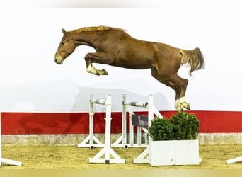Oldenburgo, Caballo castrado, 3 años, 164 cm