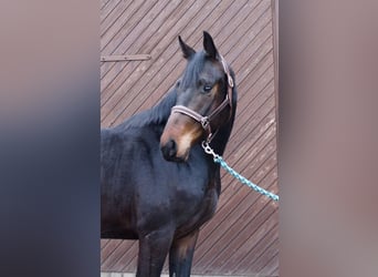 Oldenburgo, Caballo castrado, 3 años, 164 cm, Castaño oscuro