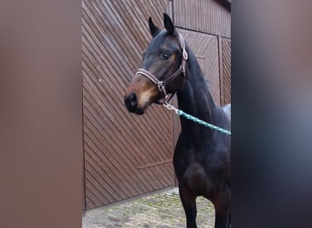 Oldenburgo, Caballo castrado, 3 años, 164 cm, Castaño oscuro