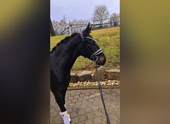 Oldenburgo, Caballo castrado, 3 años, 164 cm, Castaño oscuro