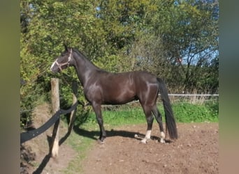 Oldenburgo, Caballo castrado, 3 años, 164 cm, Morcillo