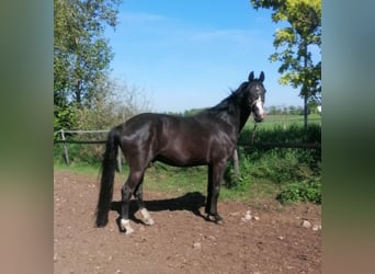 Oldenburgo, Caballo castrado, 3 años, 164 cm, Morcillo