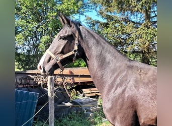 Oldenburgo, Caballo castrado, 3 años, 164 cm, Morcillo