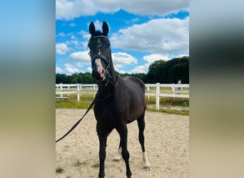 Oldenburgo, Caballo castrado, 3 años, 164 cm, Morcillo