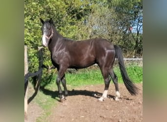 Oldenburgo, Caballo castrado, 3 años, 164 cm, Morcillo