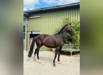 Oldenburgo, Caballo castrado, 3 años, 164 cm, Morcillo