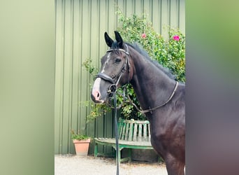 Oldenburgo, Caballo castrado, 3 años, 164 cm, Morcillo