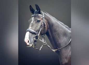 Oldenburgo, Caballo castrado, 3 años, 164 cm, Morcillo