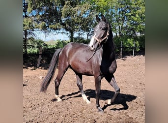 Oldenburgo, Caballo castrado, 3 años, 164 cm, Morcillo